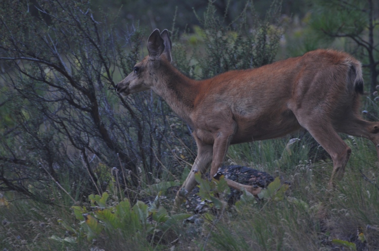 deer